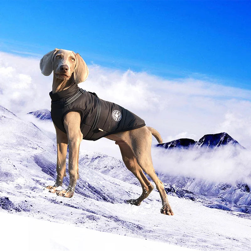 Winter Dog Jacket Warm Windproof Coat for French Bulldog Large Puppy